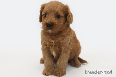 成約済の神奈川県のキャバプー:キャバリア×トイプードル-335902の3枚目